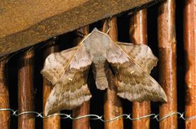 Moth