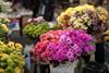 Florist flowers